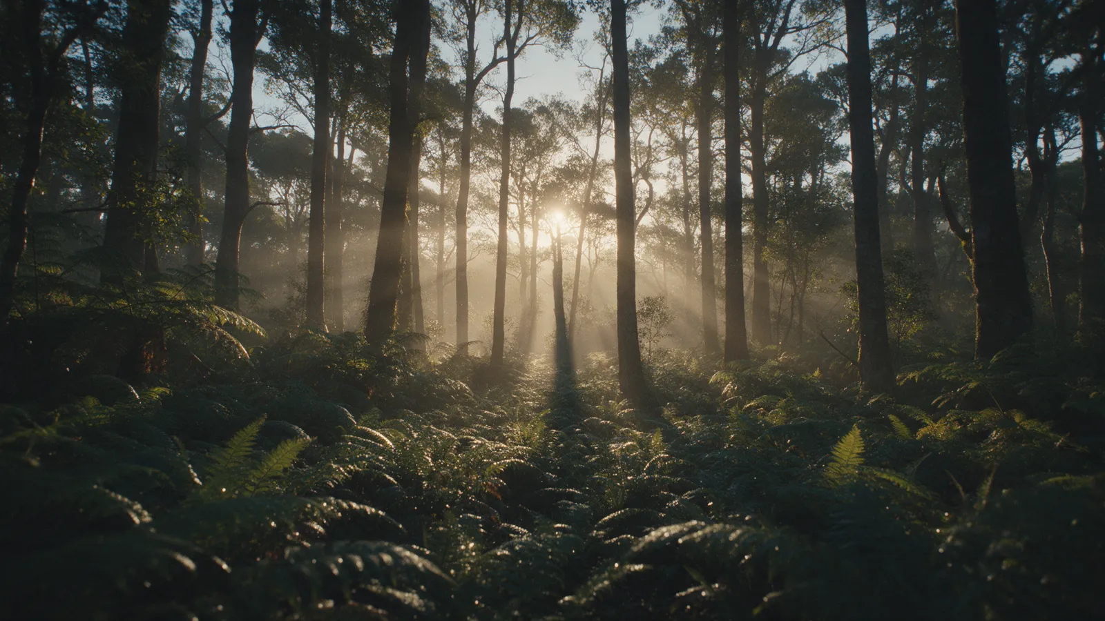 Ferns lit by low morning sunbeams in a misty forest